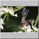 Dyspetes luteomarginatus - Schlupfwespe m01b 7mm - Tecklenburg-Habichtswald det06.jpg